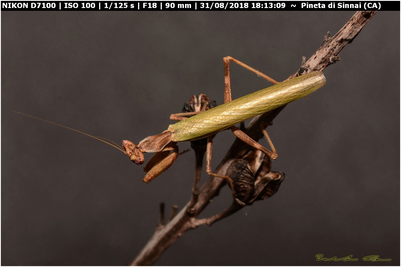 Ameles sp.?  S, maschio di A. spallanzania